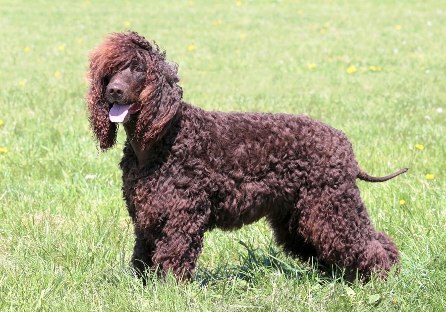 Irish Water Spaniel Standing on Grass