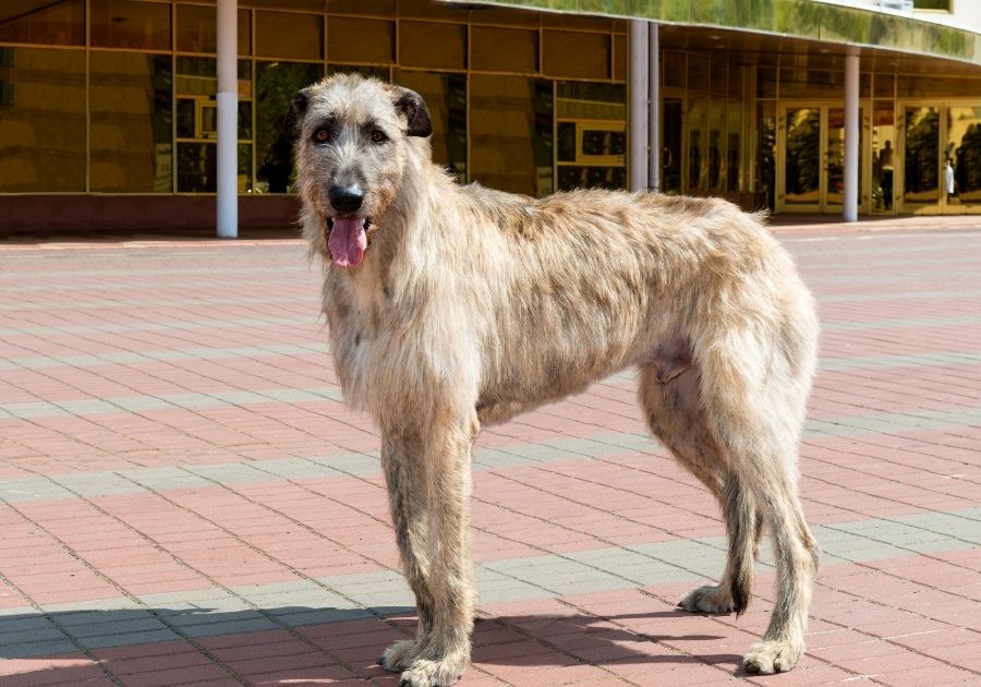 Irish Wolfhound Dog in Profile