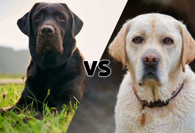 English Lab vs American Lab Puplore