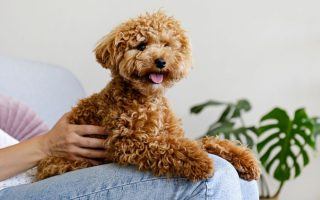 Is Any Dog 100% Hypoallergenic? What Experts Say