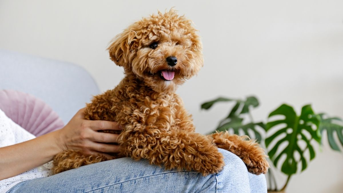 Is Any Dog 100% Hypoallergenic What Experts Say About Hypoallergenic Dog Breeds
