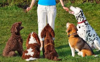 Is Dog Board And Training Worth It? Pros & Cons
