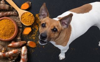 Is Turmeric Good For Dogs? Benefits & Uses