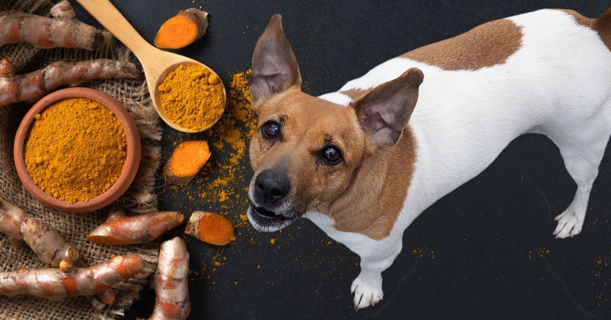 Is Turmeric Good For Dogs Benefits, Uses and Side Effects