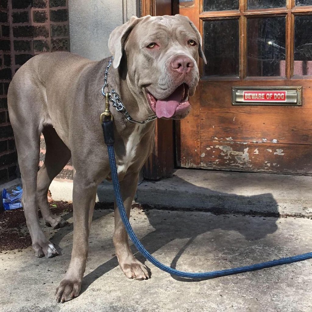 Isabella Cane Corso Dog on Leash Standing