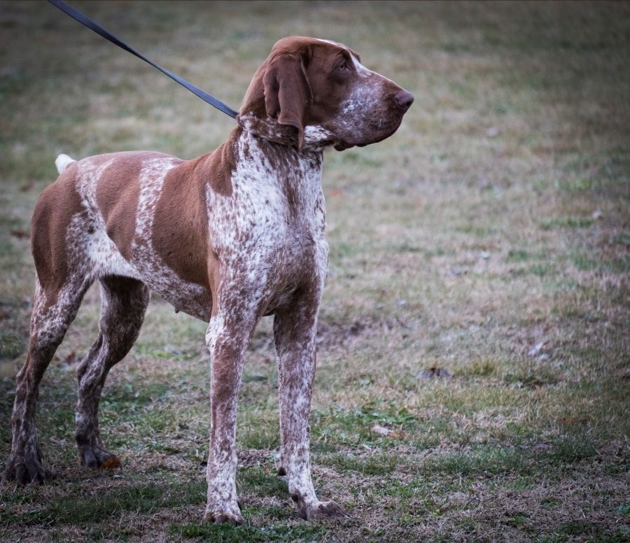 Italian Bracco Dog Breed on Leash Looking Aside