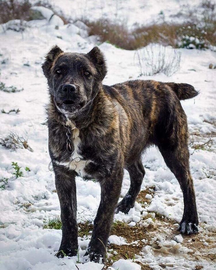 Italian Dogo Sardo Dog Breed