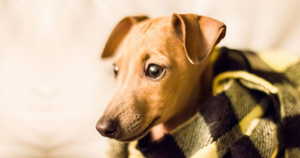 Italian Greyhound Chihuahua Mix Breed Info & Guide