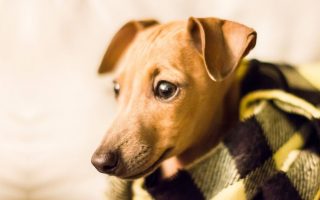 Italian Greyhound Chihuahua Mix Breed Guide