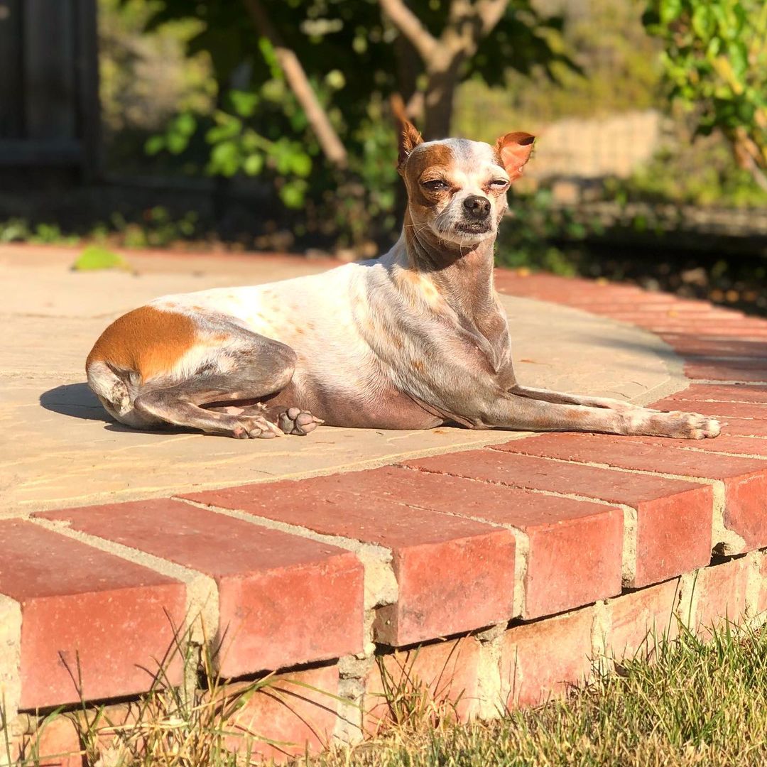 Italian Greyhound Chihuahua Mix Dog resting on Pavement
