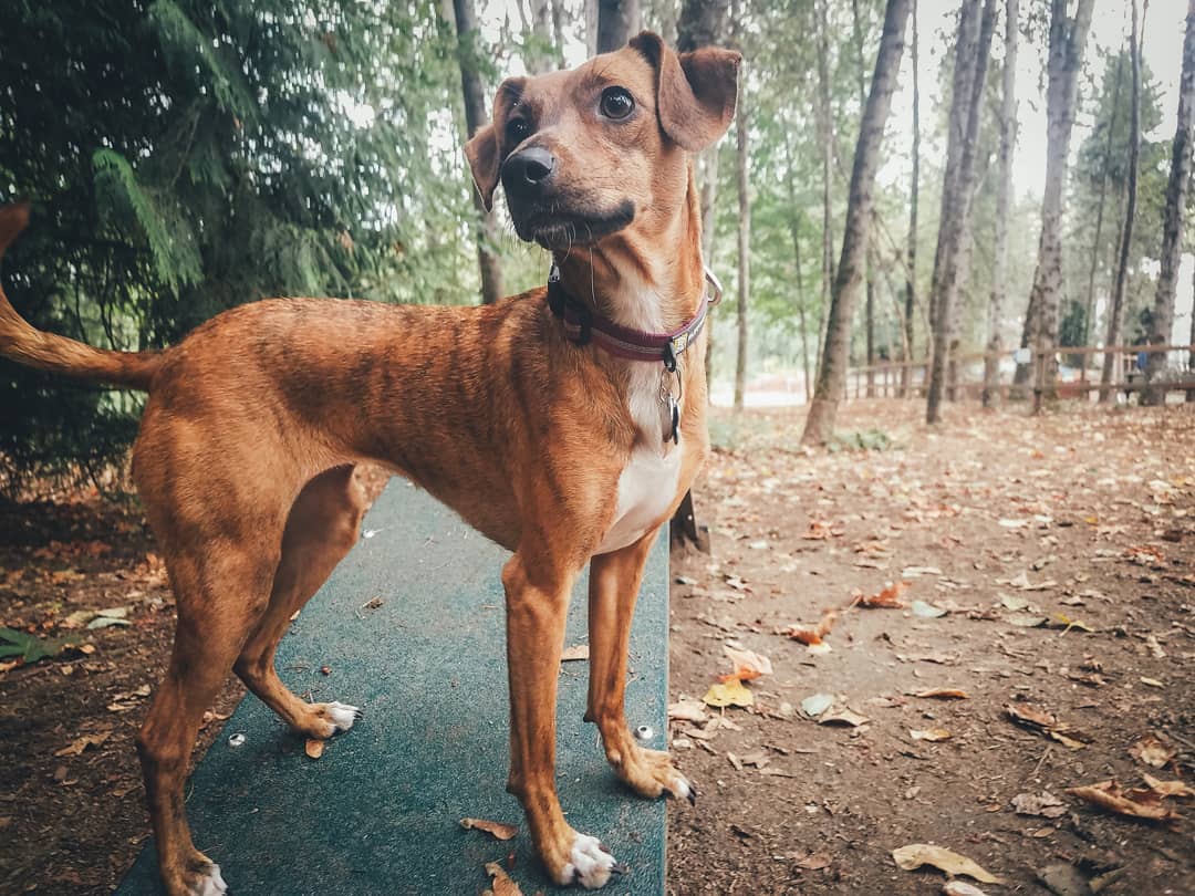 Italian Greyhound Dachshund Mix at the Dog Park