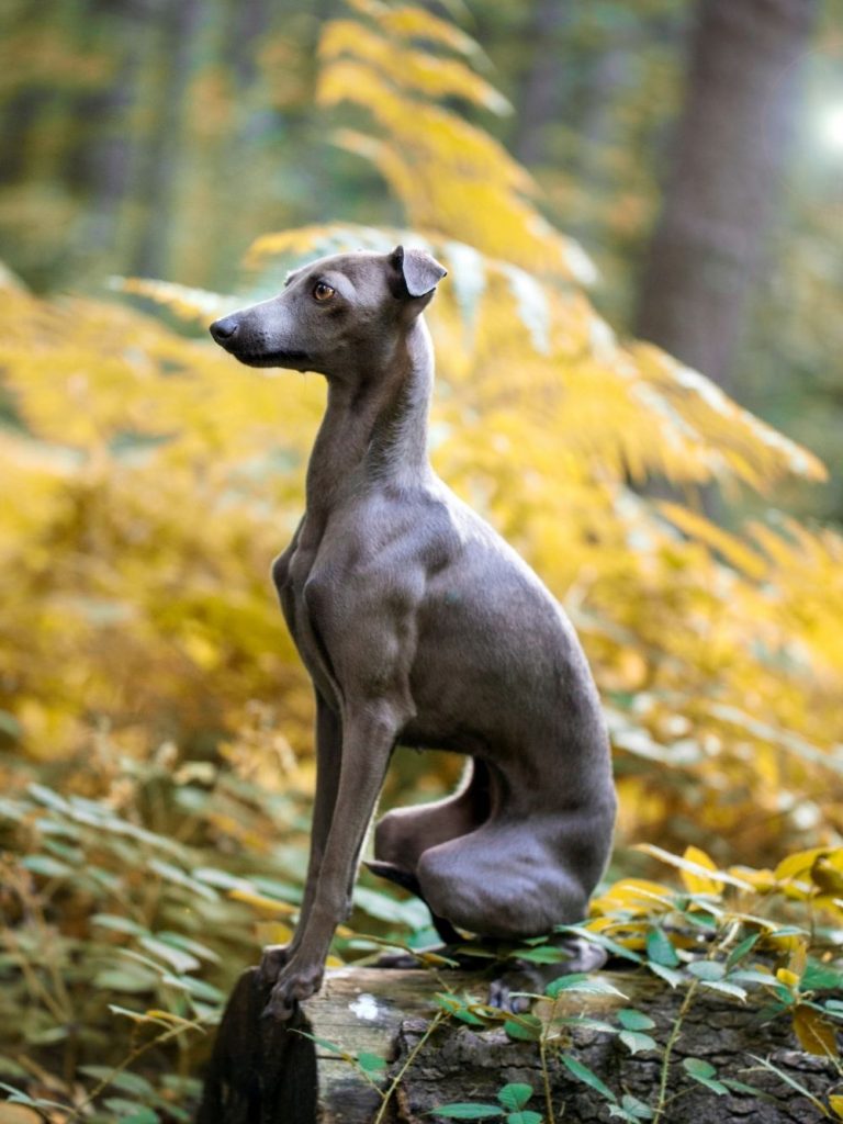 Italian Greyhound Dog Sitting on Log in the Wood