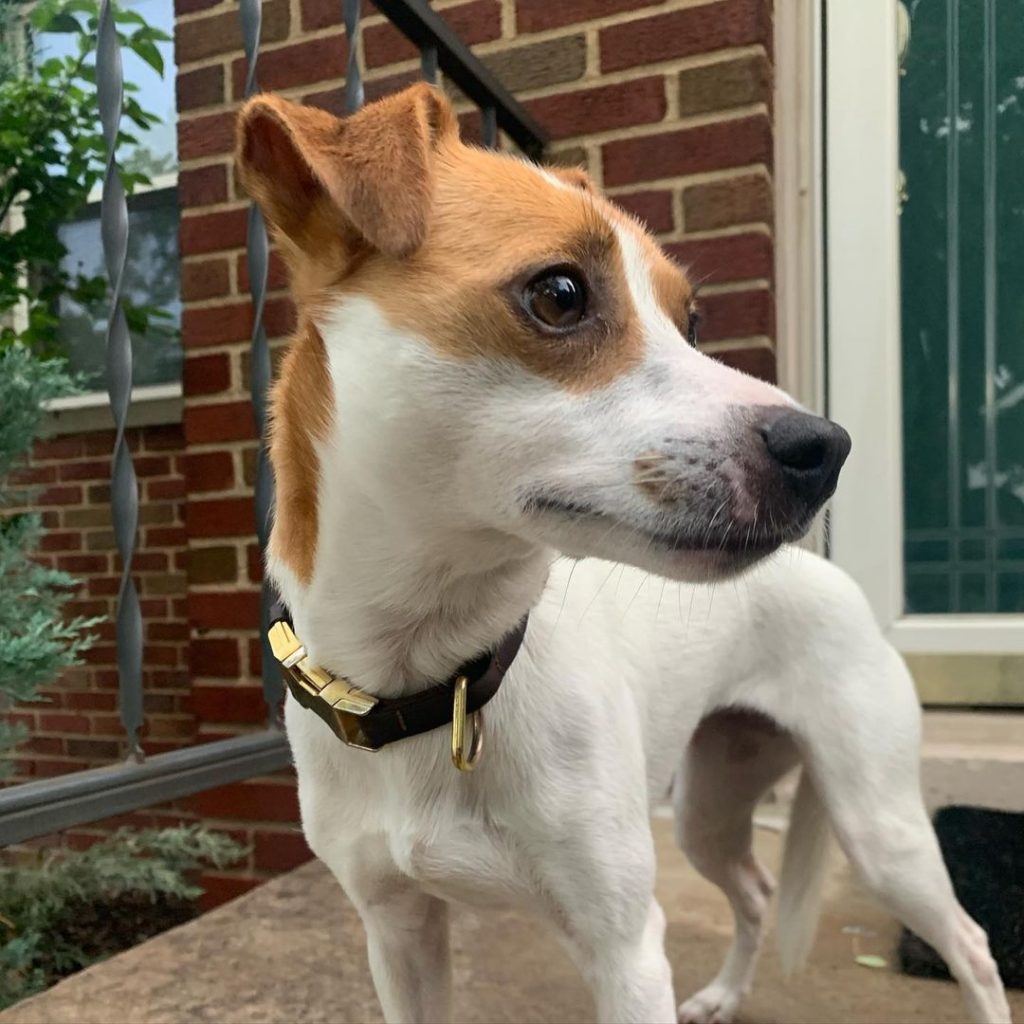 Italian Greyhound Jack Russell Mix Standing Looks Aside