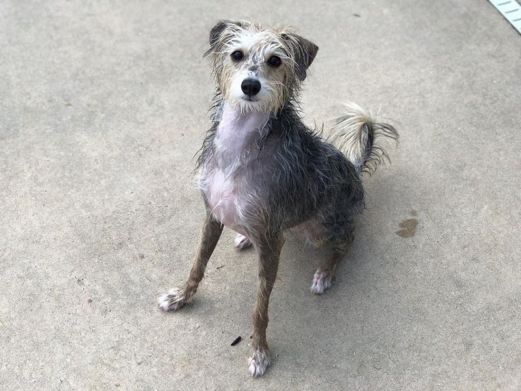 Italian Greyhound Poodle Mix Seating Looking at Camera