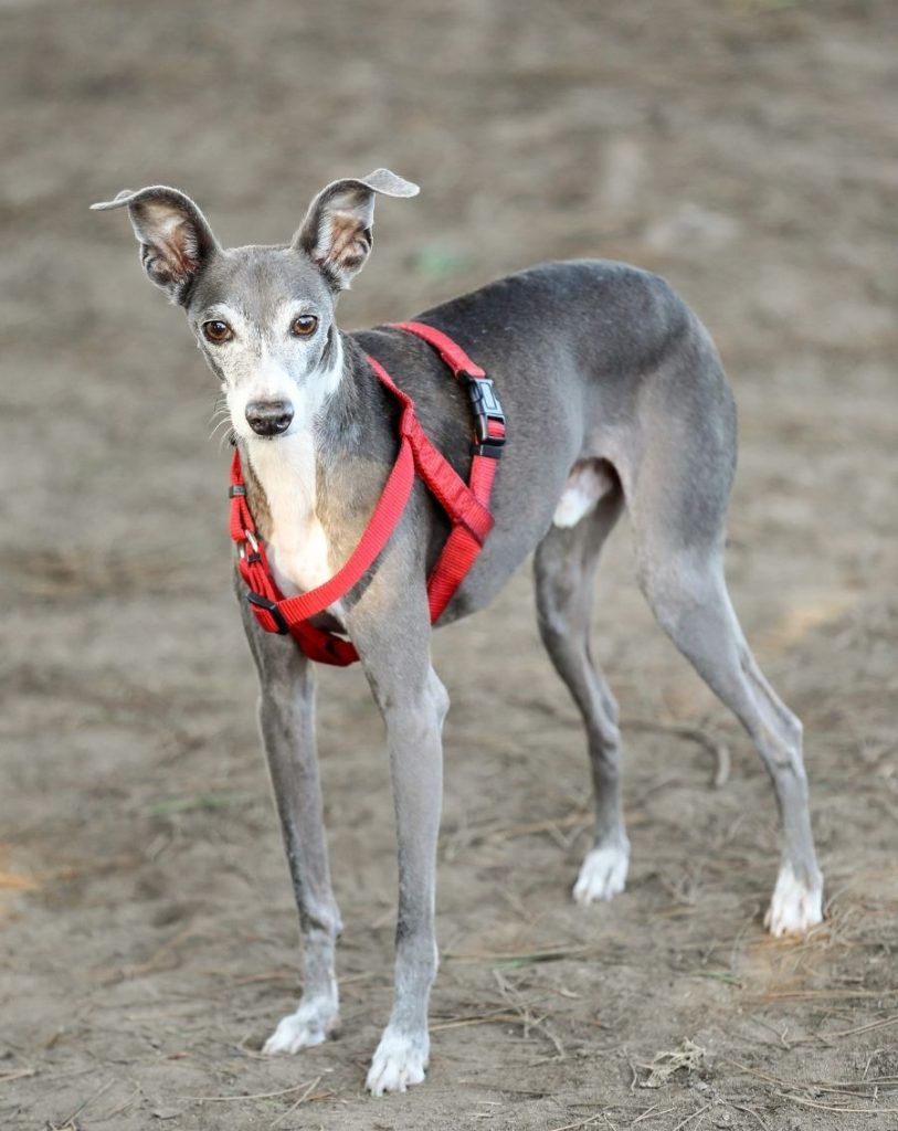 Italian Greyhound Wearing Harness Standing