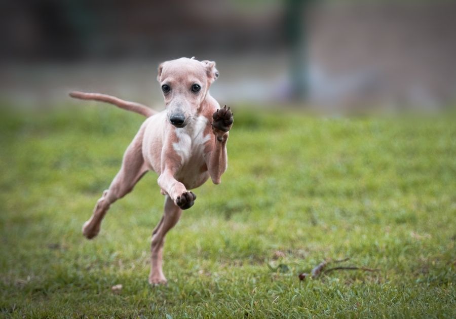 Italian Greyhound on a Chase