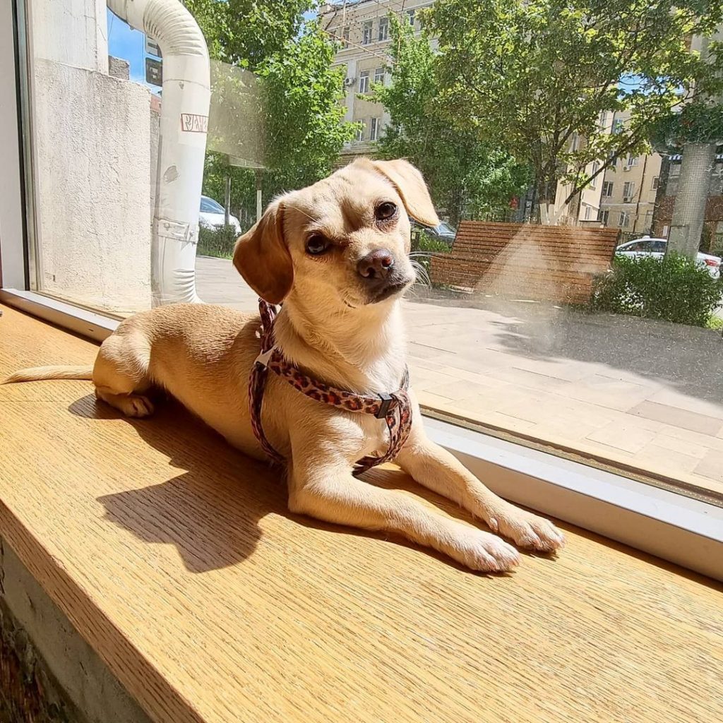 Italian Greyhuahua Dog Lying on the Window Looking at Camera