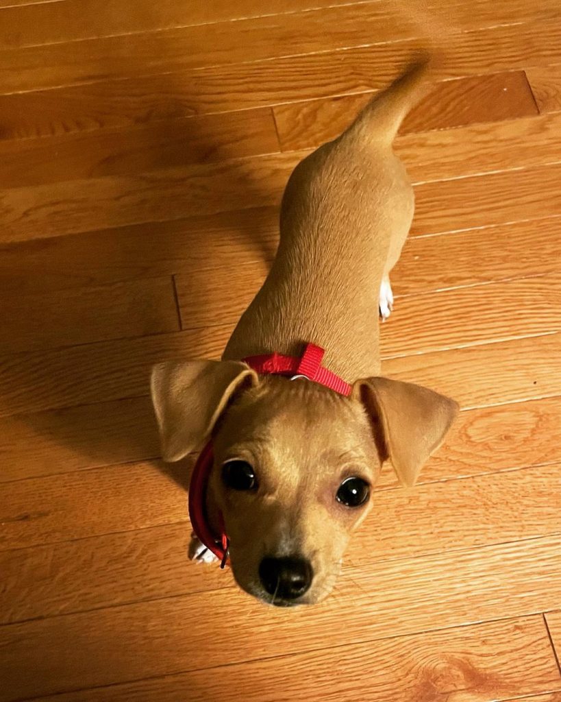 Italian Greyhuahua Puppy Looking Up