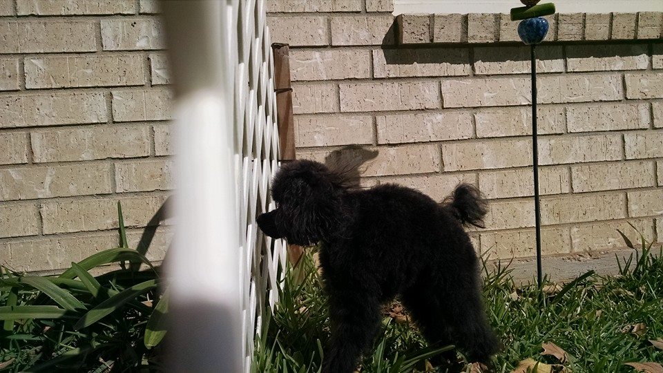 Izzy Belle - A Poodle Dog