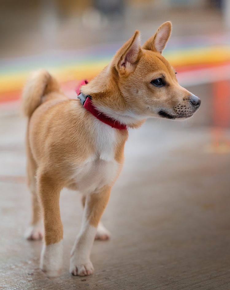 Shiba Inu Jack Russell Mix Standing Looking Aside