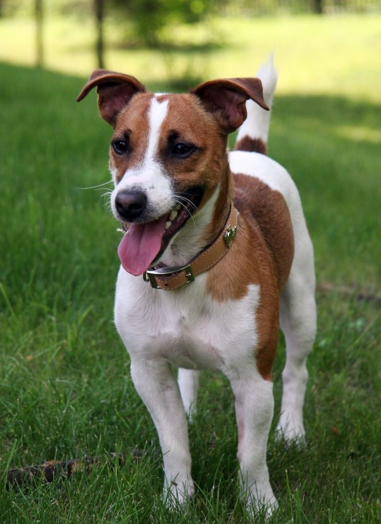 Jack Russell Terrier Dog Breed