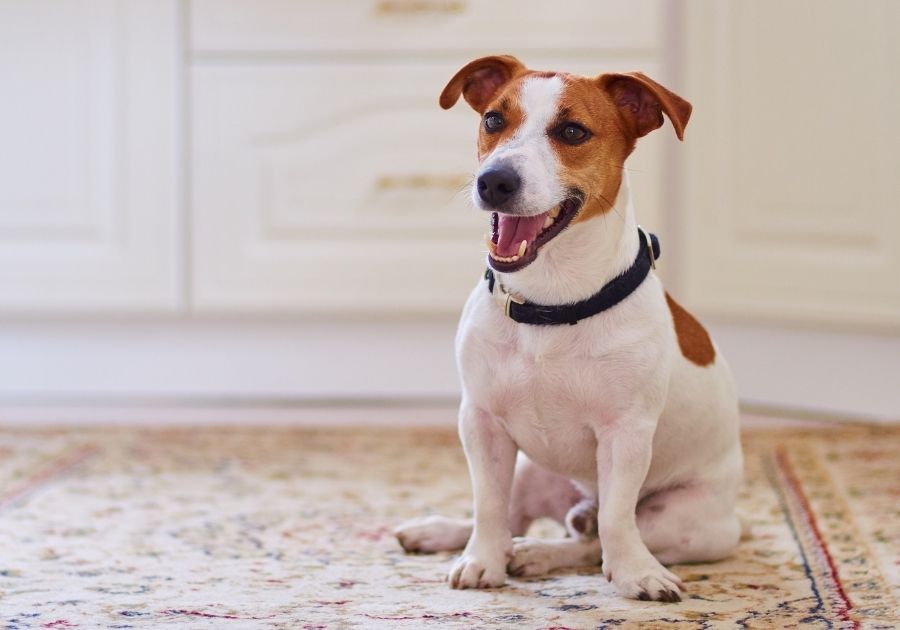 Jack Russell Terrier Dog Sitting on Floor