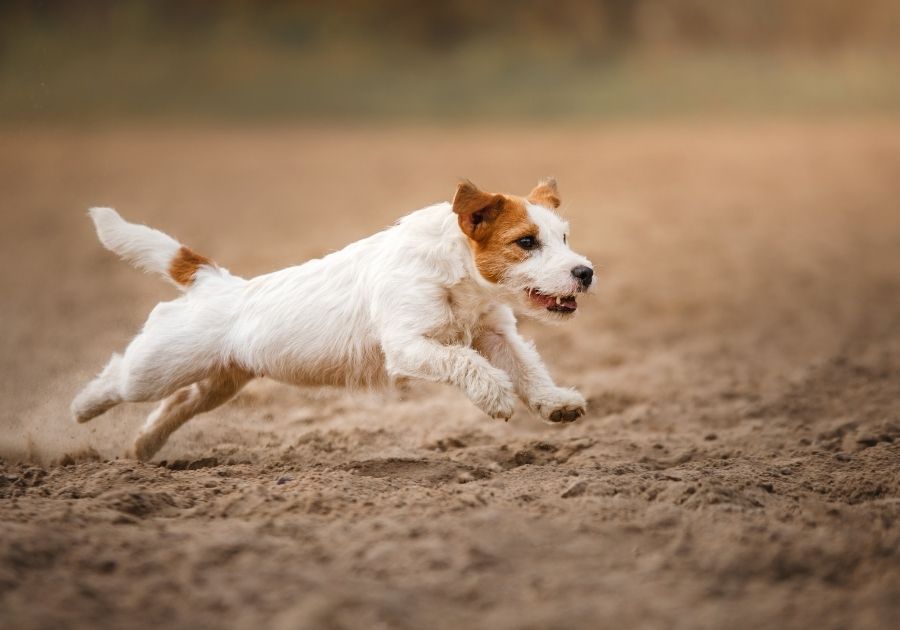 Jack Russell Terrier on the Run
