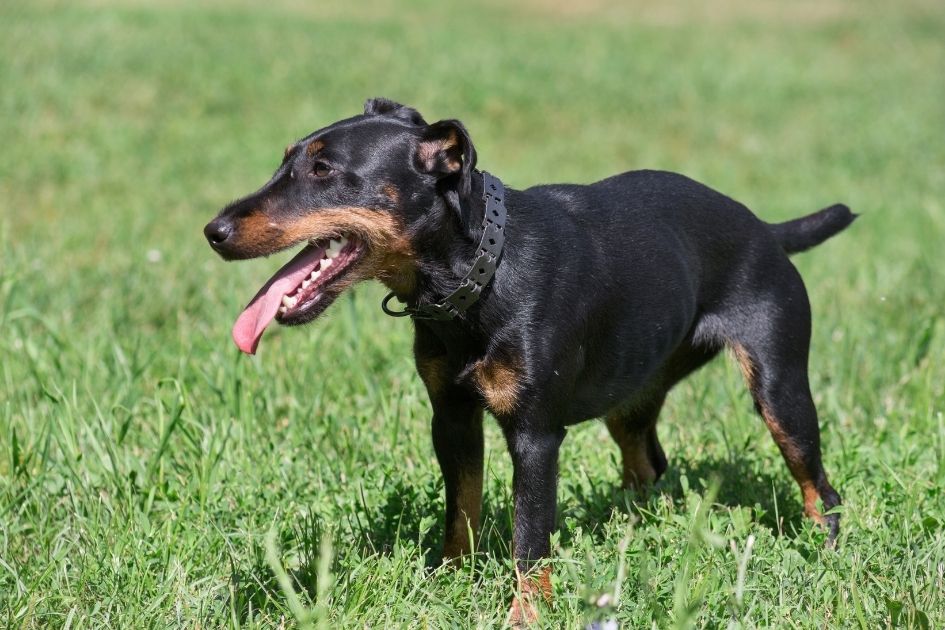 Jagdterrier Pup Standing on Grass Panting