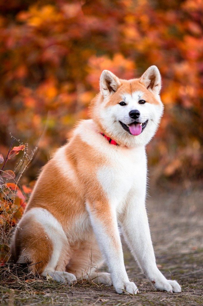 Japanese Akita Dog Sitting