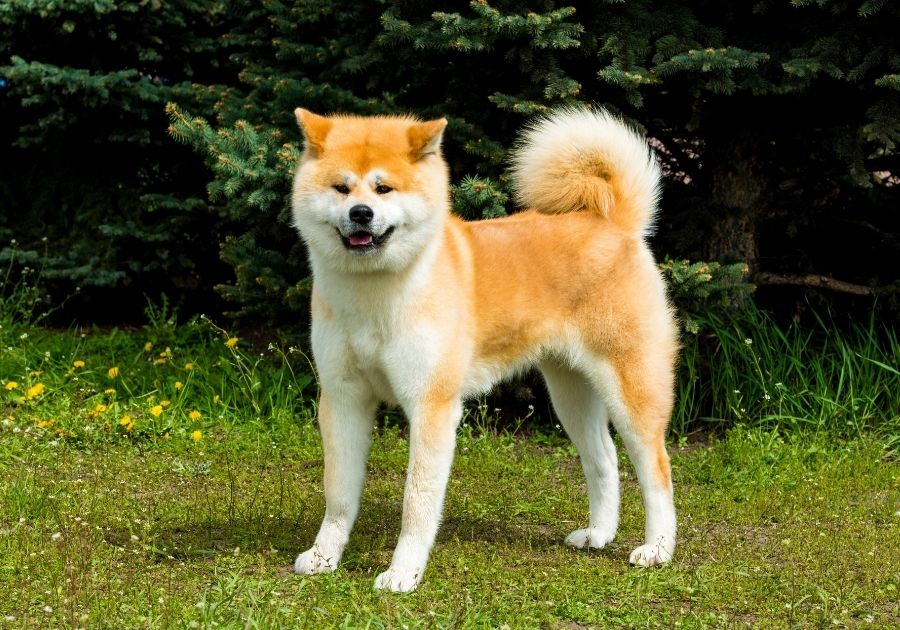 Japanese Akita Inu Dog Standing Sideways