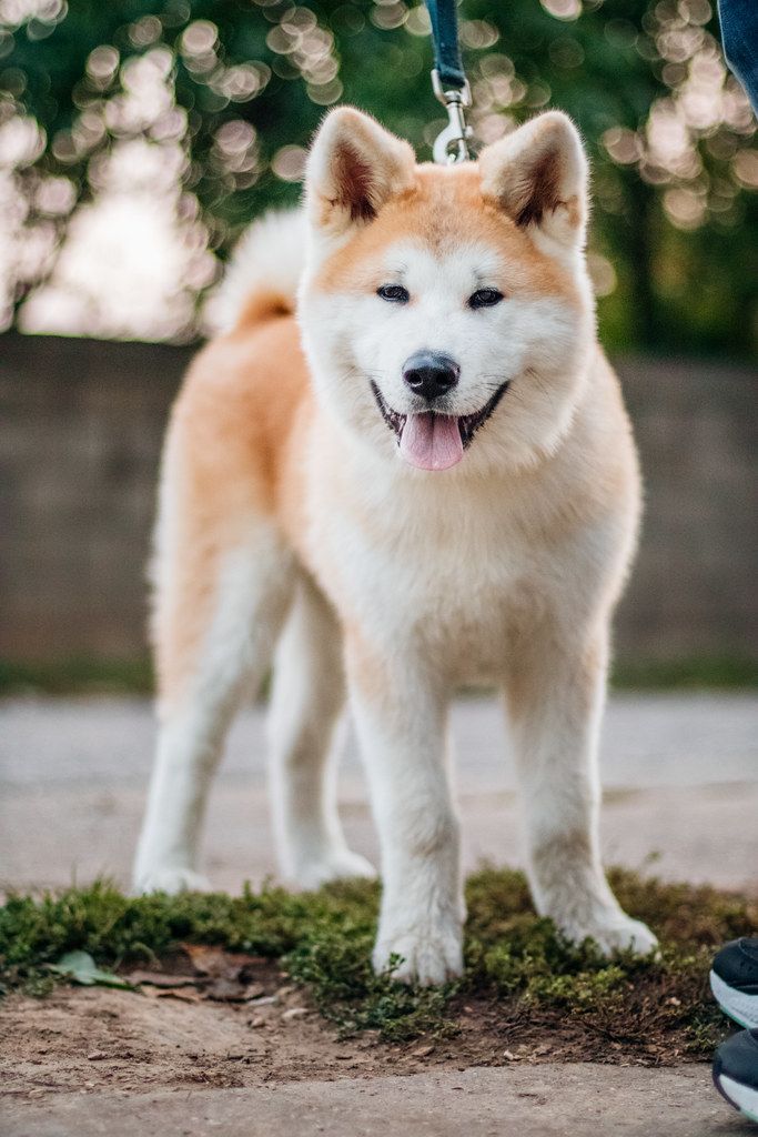 Japanese Akita Inu Dog Outdoor