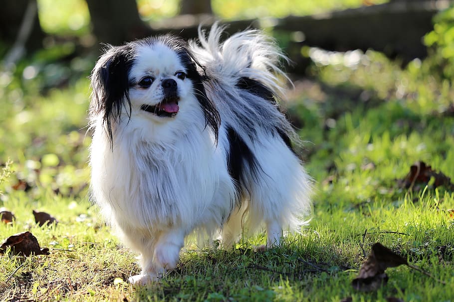 Japanese Chin Dog