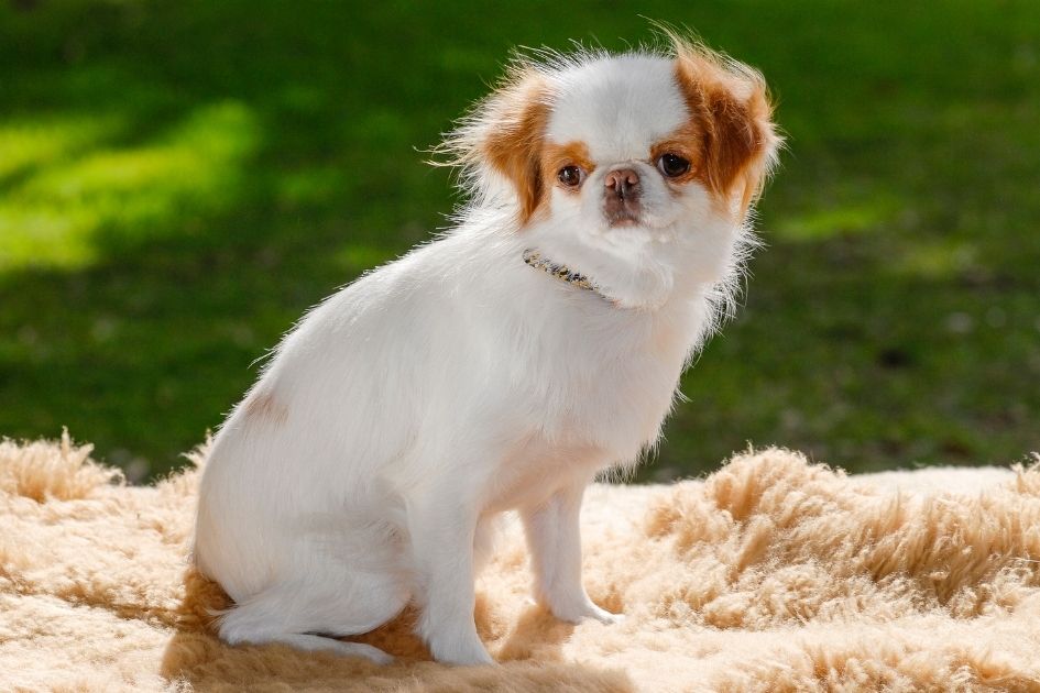 Japanese Chin Dog Sitting on Furry Surface outdoor