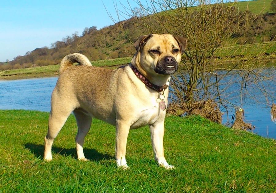 Jug Dog Standing Near River