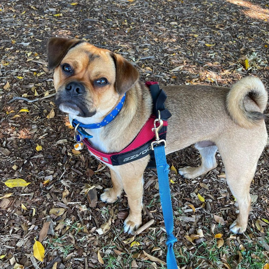 Jug Dog Standing Outdoors Looking Up