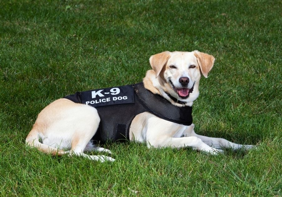 K-9 Labrador Police Dog Lying on Grass Watching