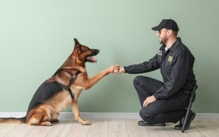 K9 Dog Breeds: 14 Best Police Dog Breeds Who Serve