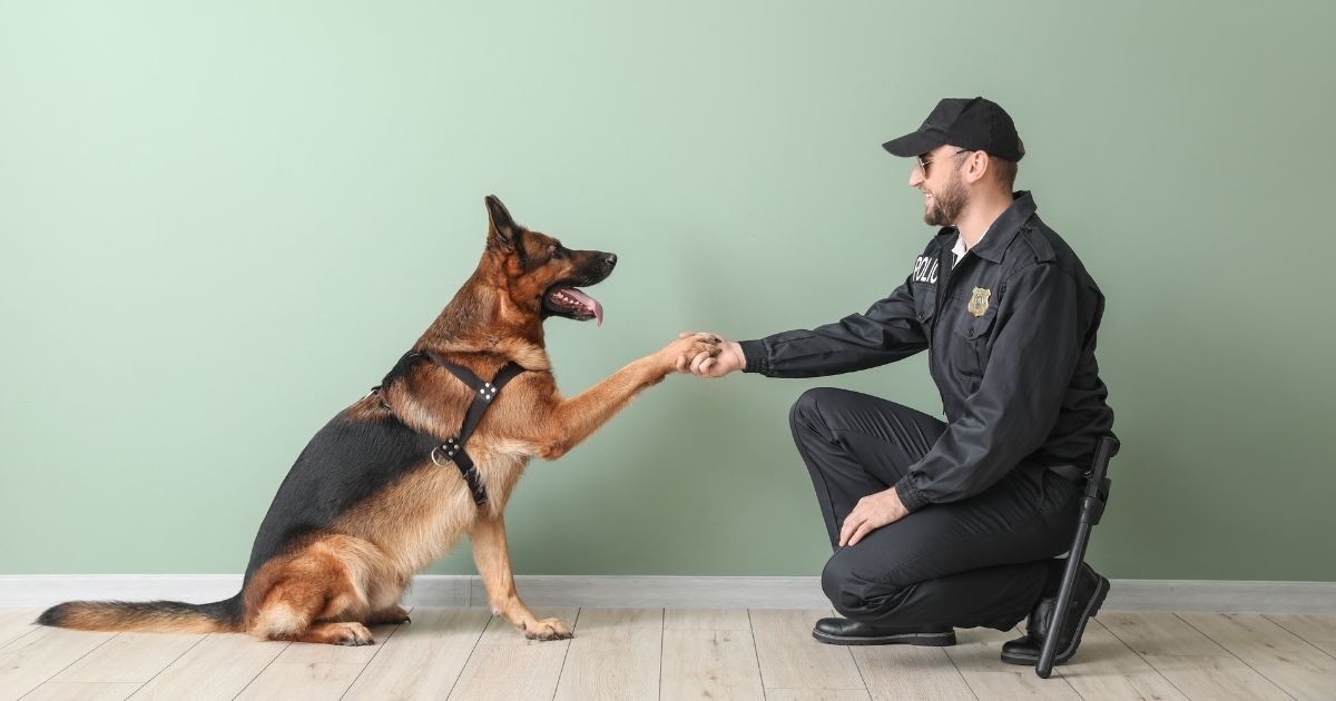 what type of dog are police dogs