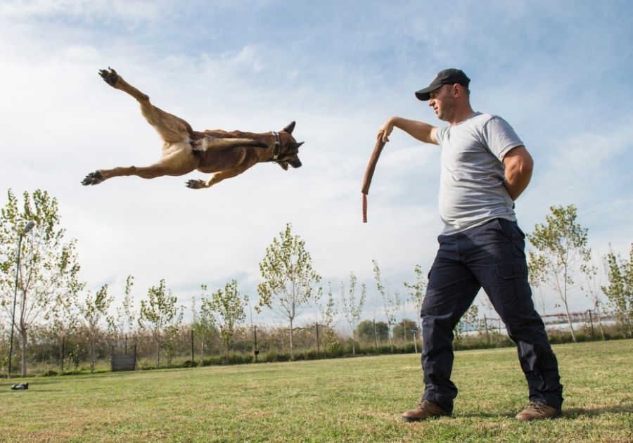 K9 Police Dog Training