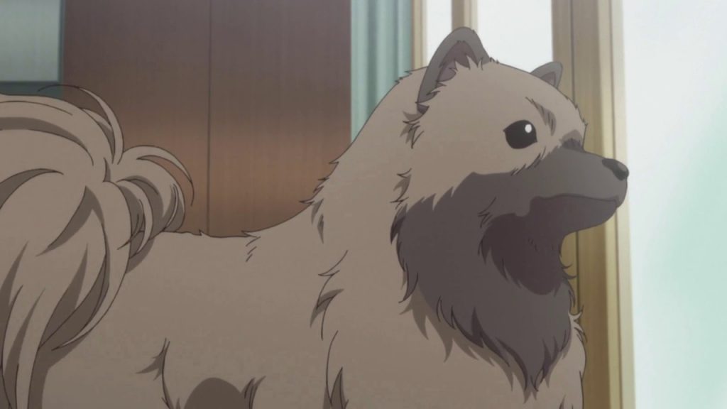 Kaidou brothers' racoon dog Tanuki from Super Lovers