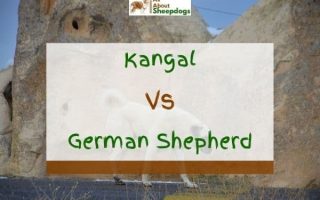Kangal Vs German Shepherd – What’s The Difference?