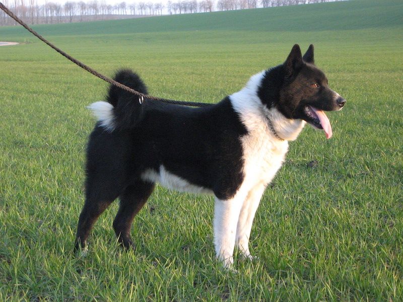 Karelian Bear Dog – Exotic Breed