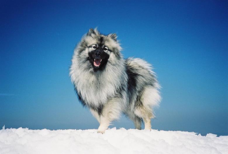 Keeshond Dog Breed