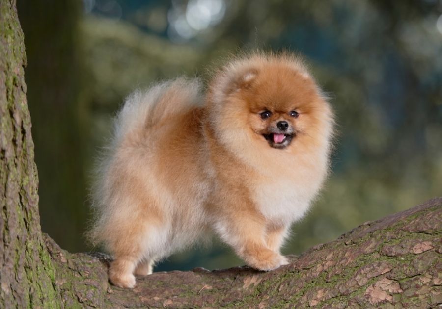 Keeshond Standing on Tree Branch