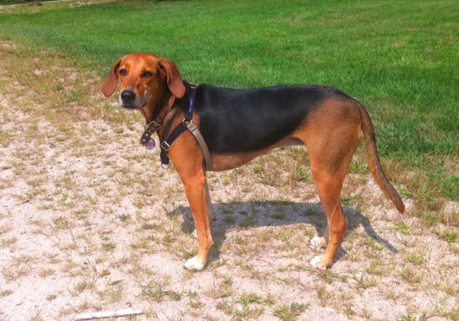 Kerry Beagle Pup Standing at Dog Park Looking Aside