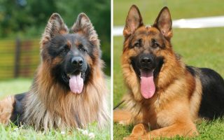 King Shepherd vs German Shepherd: 14 Differences & Facts