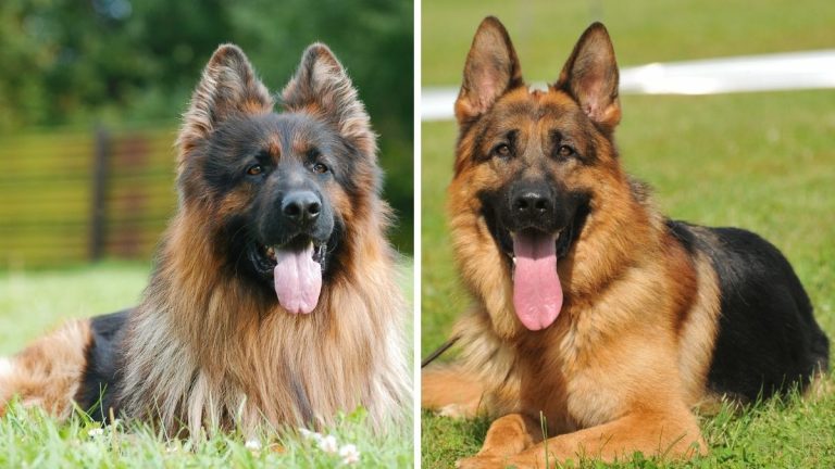 King Shepherd vs German Shepherd: 14 Differences & Facts | Puplore