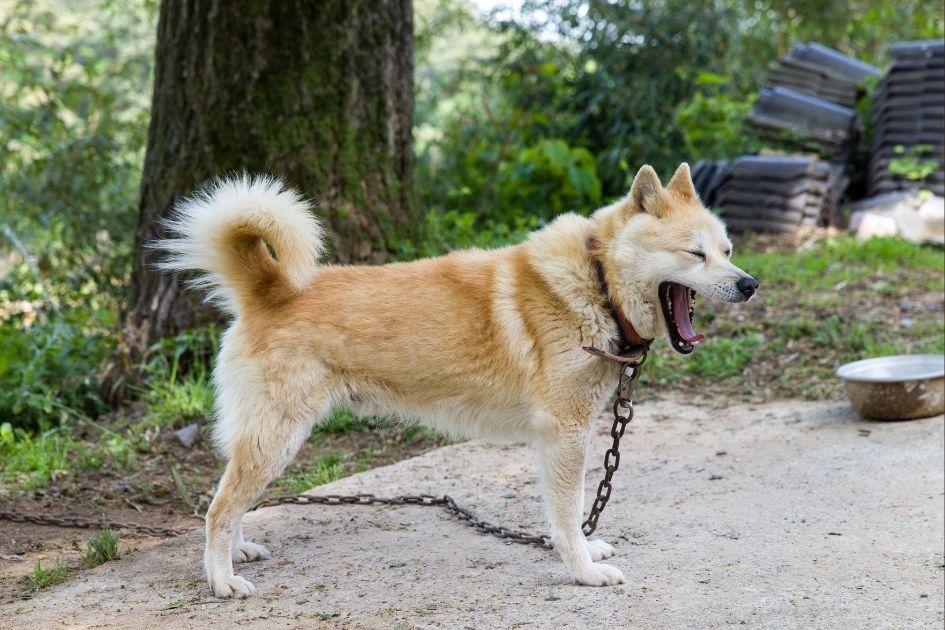 Korean Jindo Stretching Outdoor