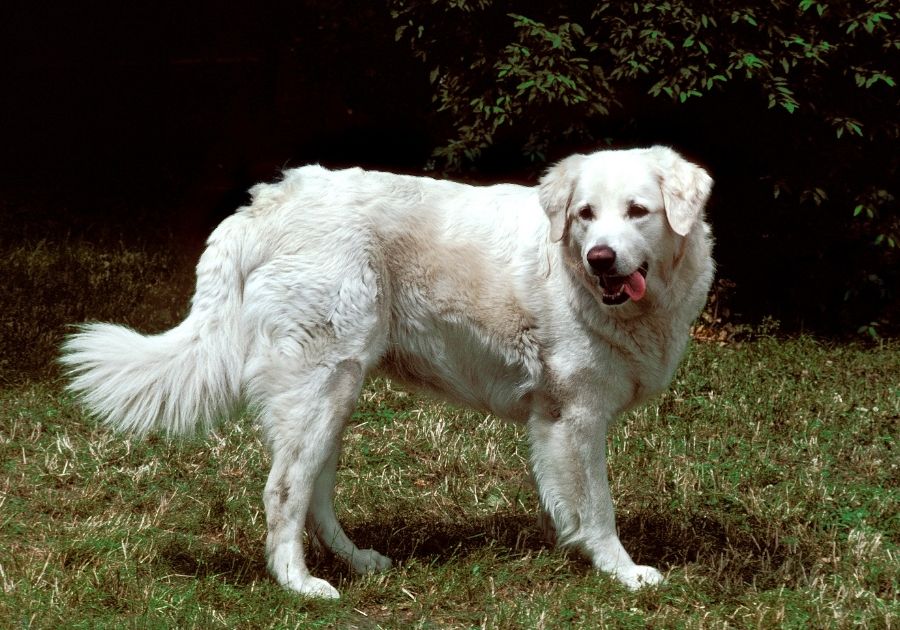 Kuvasz Dog at Park Looking Aside