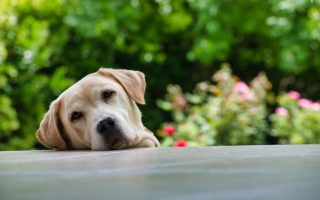 Labrador’s body language: How to recognize your Labs